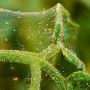spider-mite-web